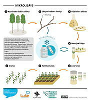 micropropagation_06_FI.pdf