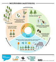 breeding_cycle_08_FI.pdf